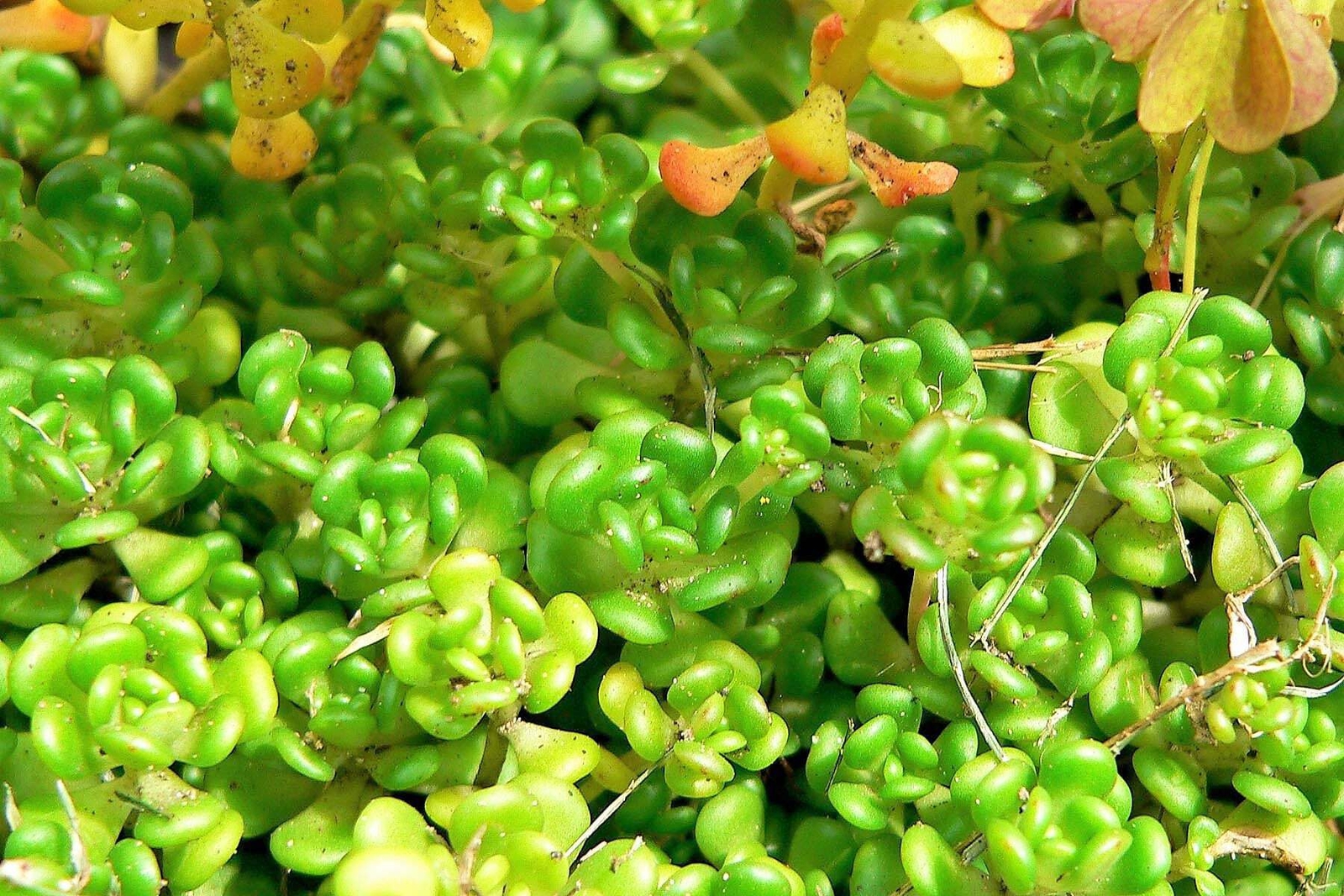 50 OREGON STONECROP Sedum Oreganum Bronze Orange Red Native Yellow Flower Seeds