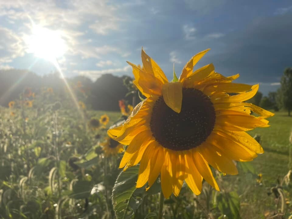 100+ Organic Heirloom Sunflower Seeds For Planting Multiple Colors Free Shipping
