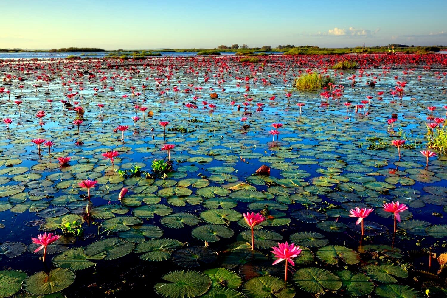 Sacred Lotus Flower Seeds (Nelumbo nucifera) Edible Aquatic Water Lily Plant