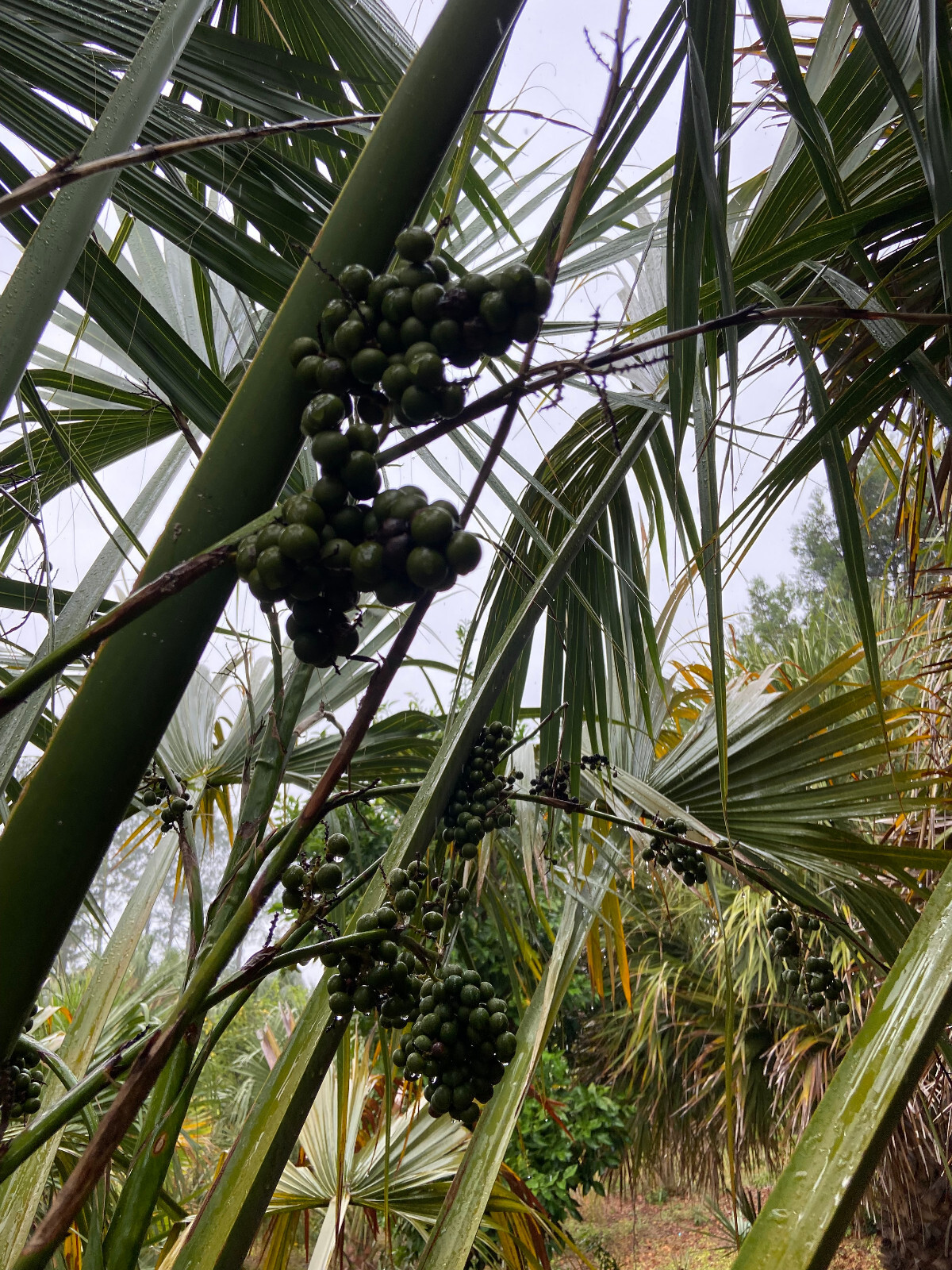 Sabal uresana (Green Form) Seeds! Rarely Offered, Cold-Hardy LARGE Palm!!!