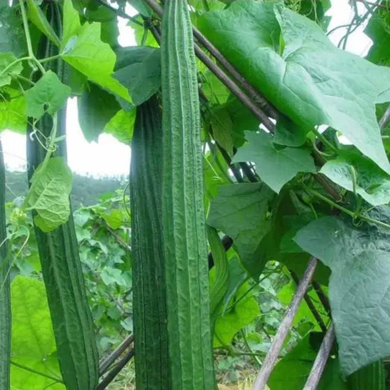 20 Ridged Sponge Gourd Seeds – Edible Vegetable & Natural Bath Loofah Vine