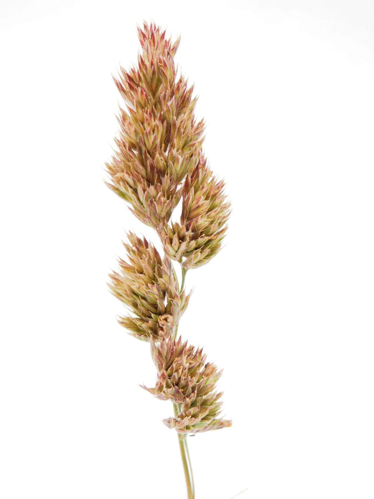 3000 QUICKDRAW ORCHARDGRASS Dactylis Glomerata Sun Shade Bunchgrass Seeds