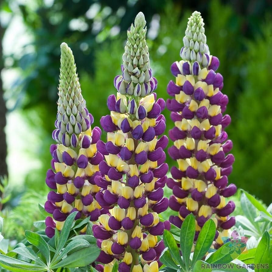 25+ Manhattan Lights Lupine Seeds for Garden Planting – USA – FREE SHIPPING!