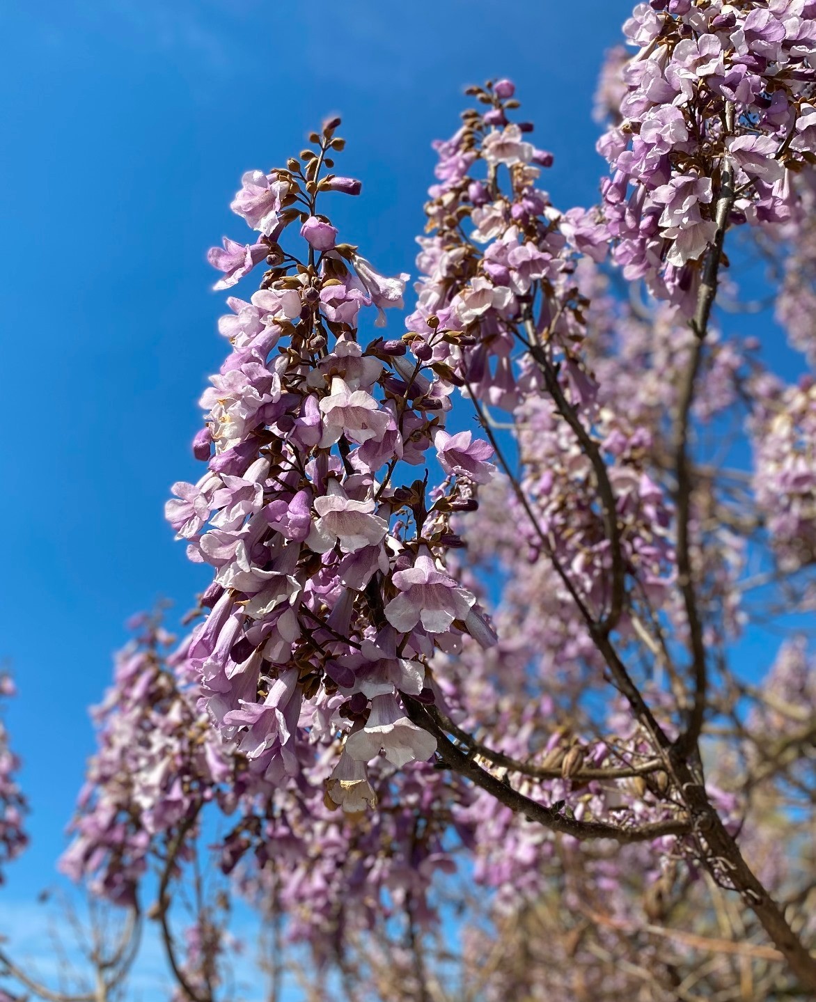 200+ Royal Paulownia Empress Tree Seeds Paulownia Tomentosa Fast Grow