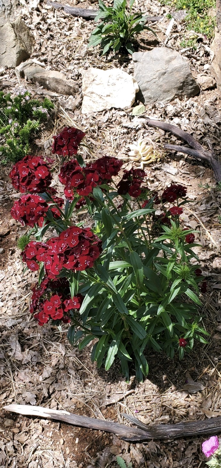 Dianthus Barbatus Sweet Black Cherry 30 seeds-2025 Harvest
