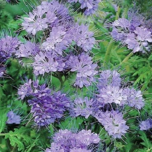 500 to 5,000 Lacy Phacelia Purple Tansy Flower Seeds Fresh Organic Tanacetifolia