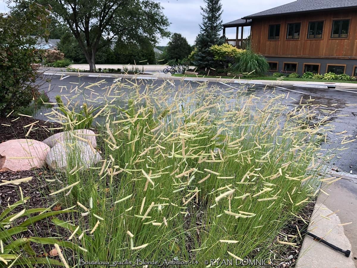 BULK SEEDS!…Bouteloua gracilis Blonde Ambition…Blue Gramma Grass..QTY/bag500