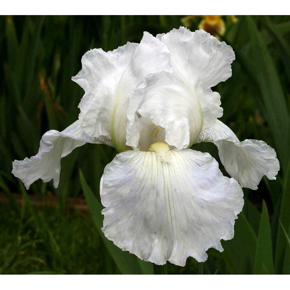 Tall Bearded Iris Reblooming White Imortality Freshly Dug 1 starter plant