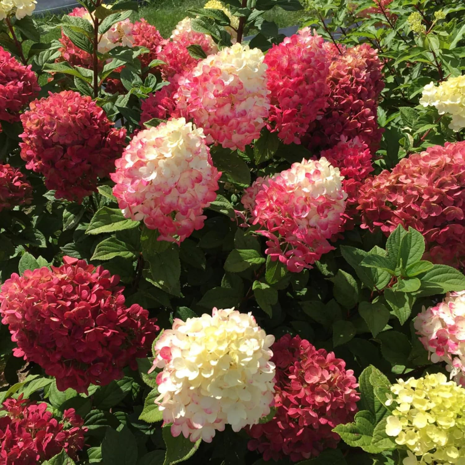 250+ Mixed Panicle Hydrangea Seeds for Planting Flowers Bush Plants Non-GMO H…
