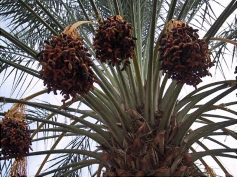 50 Medjool date seeds