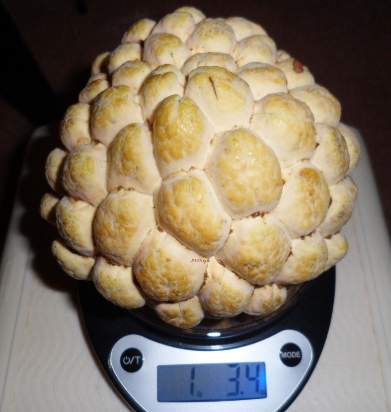 (2022) 10 SEEDS- Organic Sugar-Apple Annona Squamosa Seeds Tropical Plant