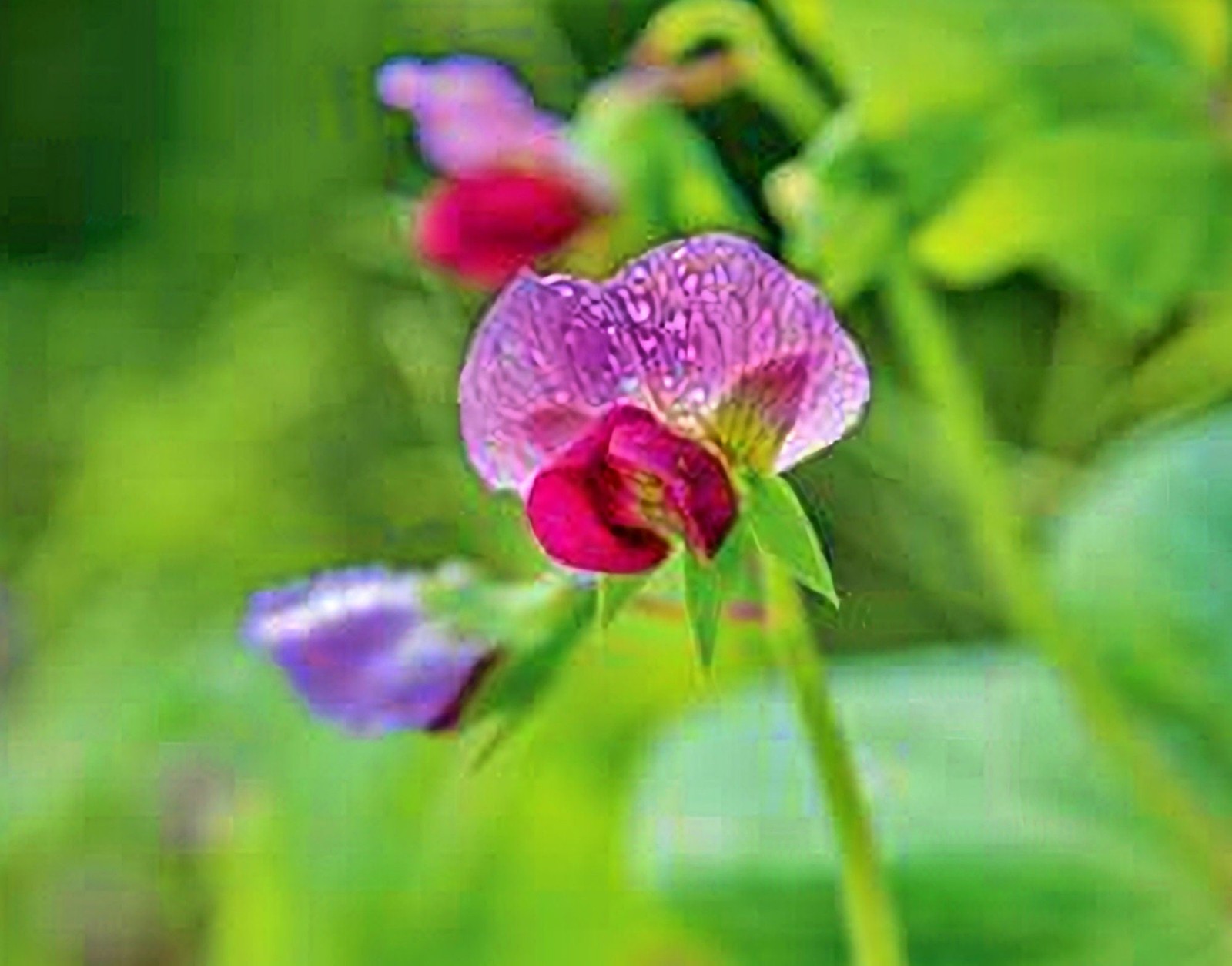 Purple Magnolia, Snap Peas