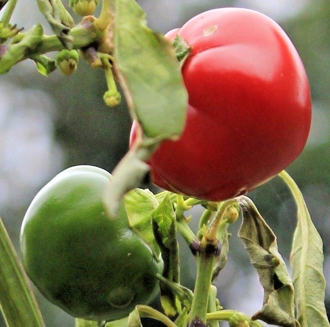 101+Hot Red CHERRY PEPPER Seeds Organic Vegetable Garden Patio Container Easy