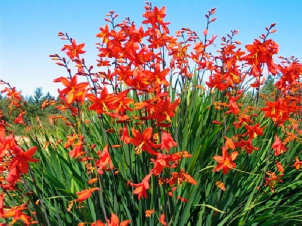 Crocosmia Seeds 25 Seeds Crocosmia Paniculata Hydrida “Perennial”