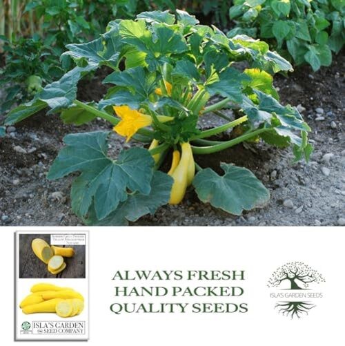 Early Prolific Yellow Straightneck Summer Squash Seeds for Planting, 50+
