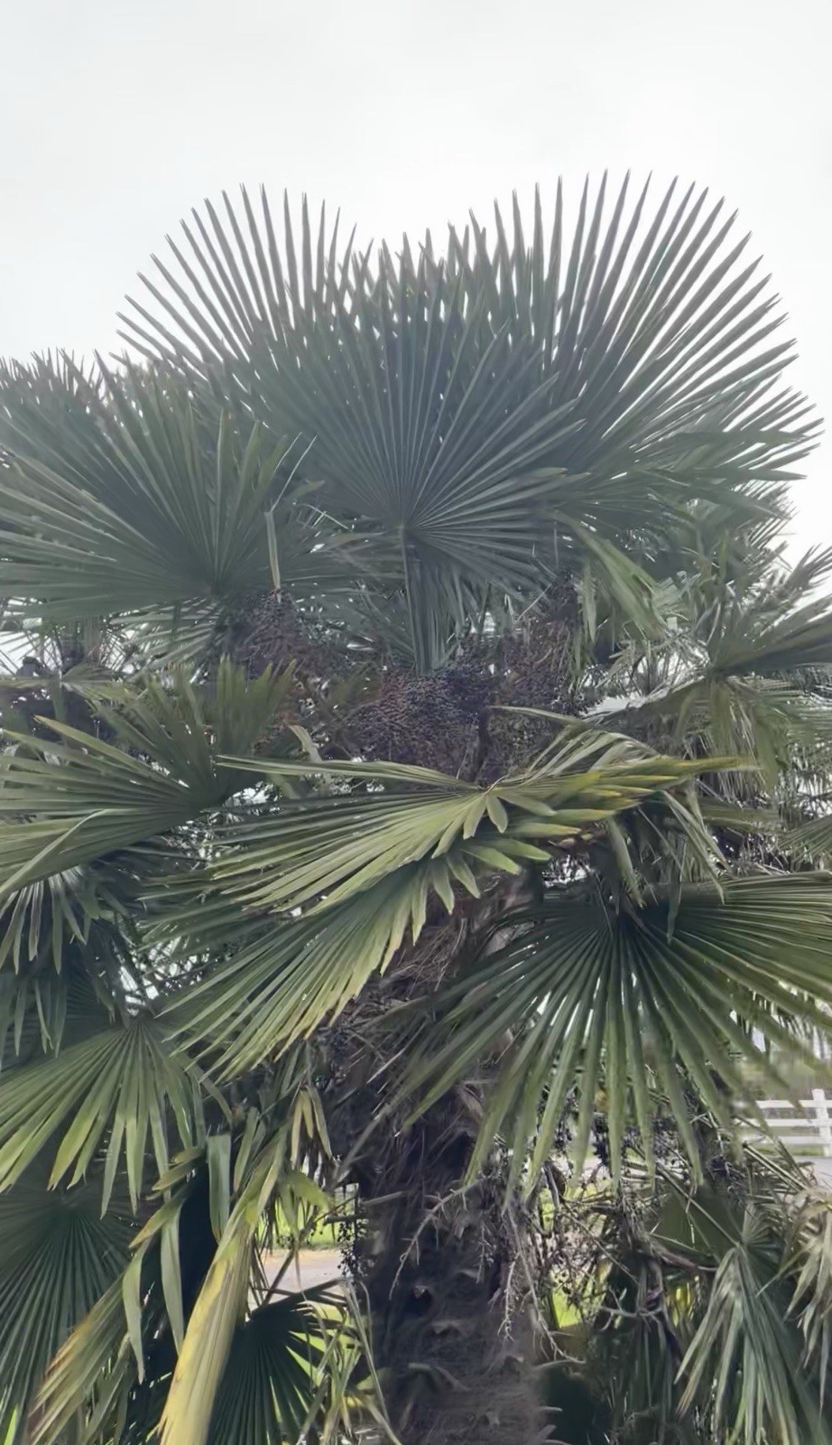 Trachycarpus Takil – Worlds Most Cold Tolerant Trunking Palm Tree -4F Seeds