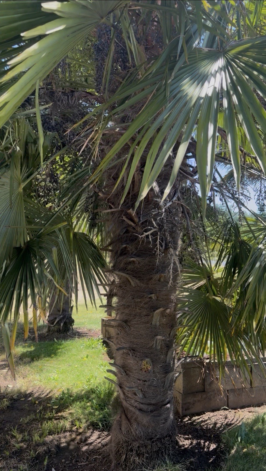 Trachycarpus Takil – Worlds Most Cold Tolerant Trunking Palm Tree -4F Seeds
