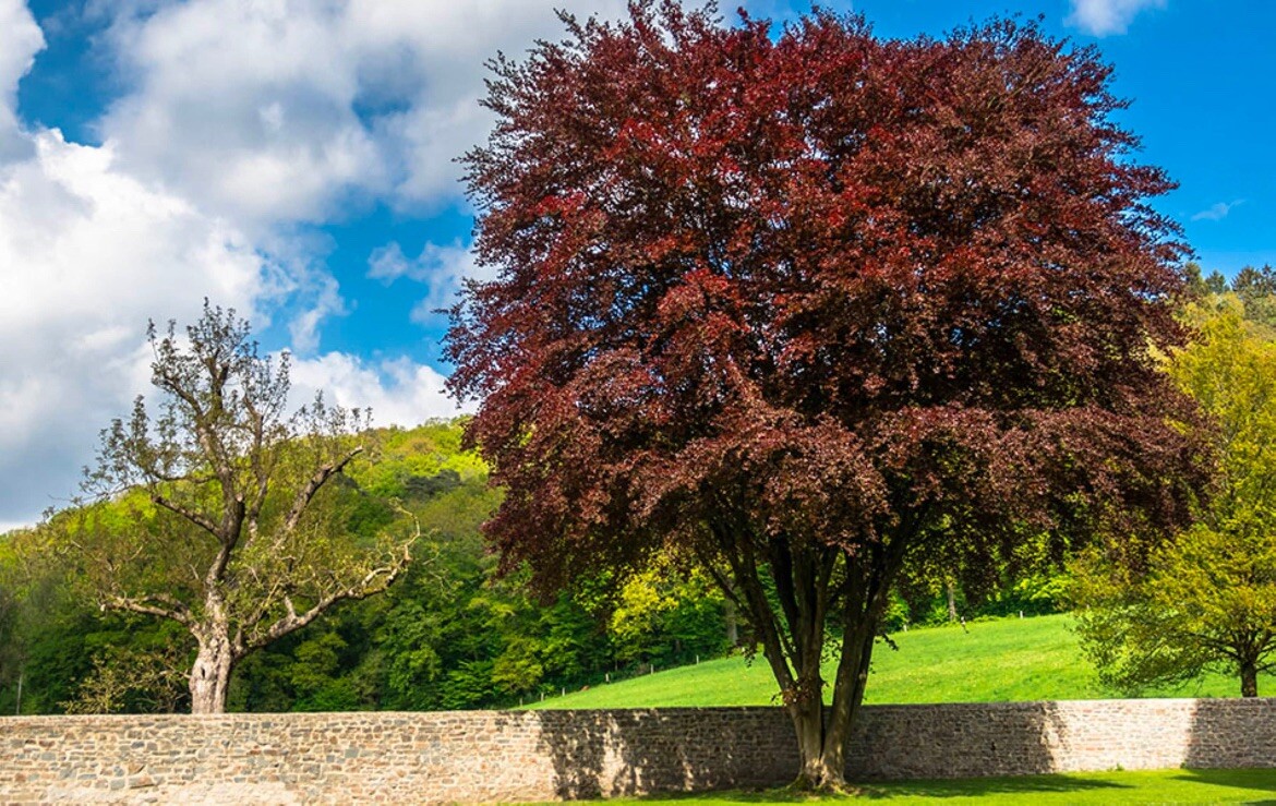 Fagus sylvatica Purpurea Copper Beech, 2 year old plant 20-26 inches tall