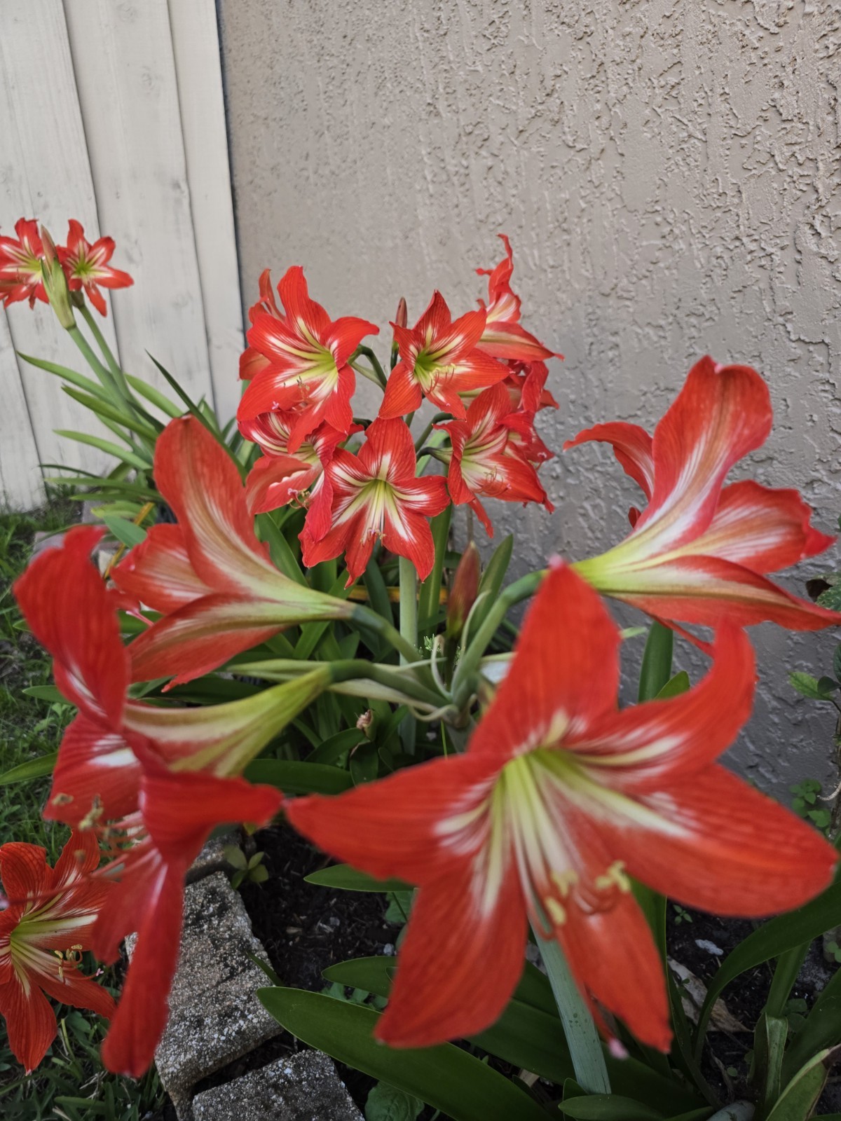 Set Of 2 Amaryllis Bulb – Large Blooming Flower Bulb | Indoor Winter Blooms