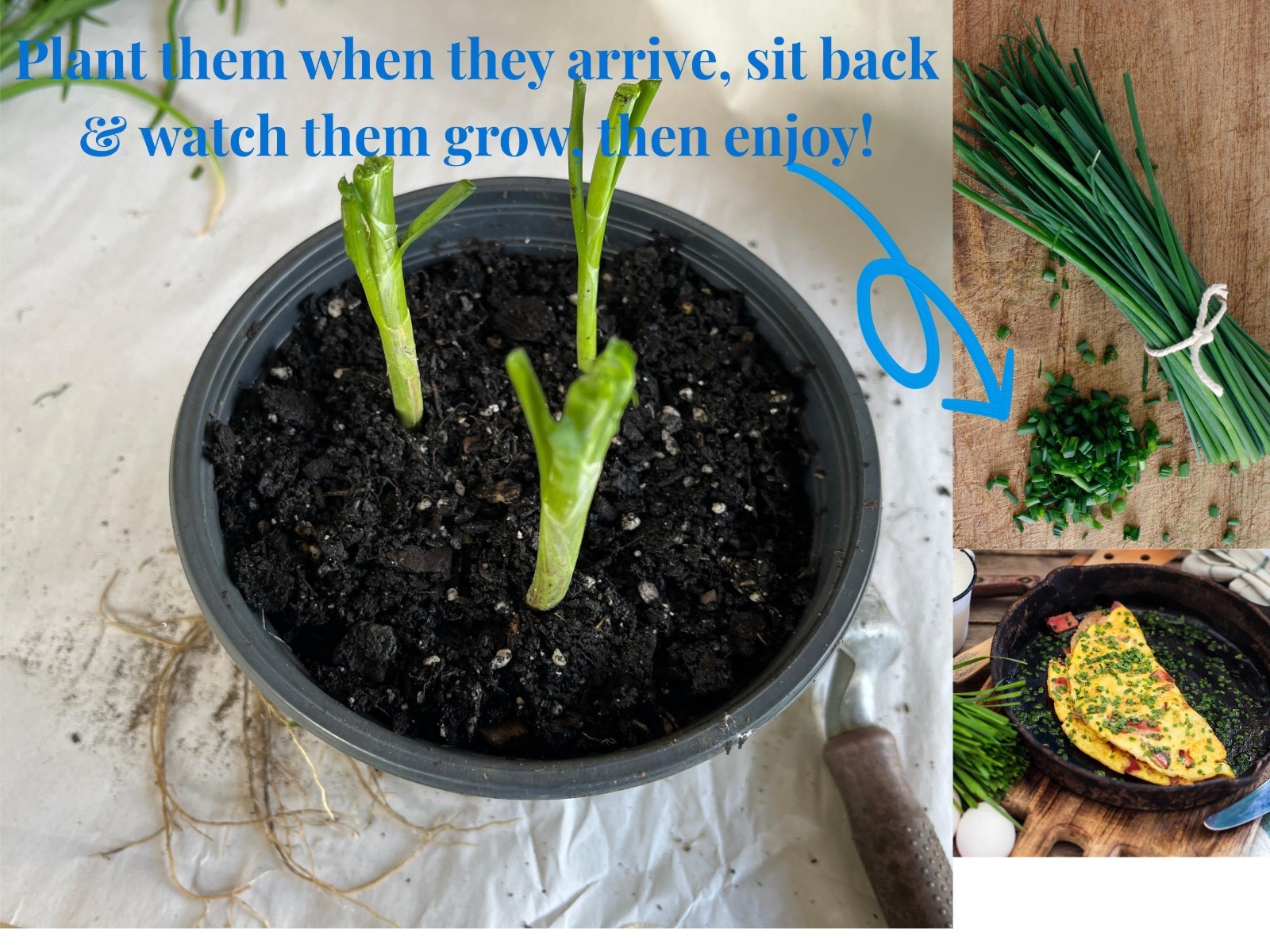 Garlic Chives Live Starter Plant for Culinary, Pollinator & Ornamental Garden