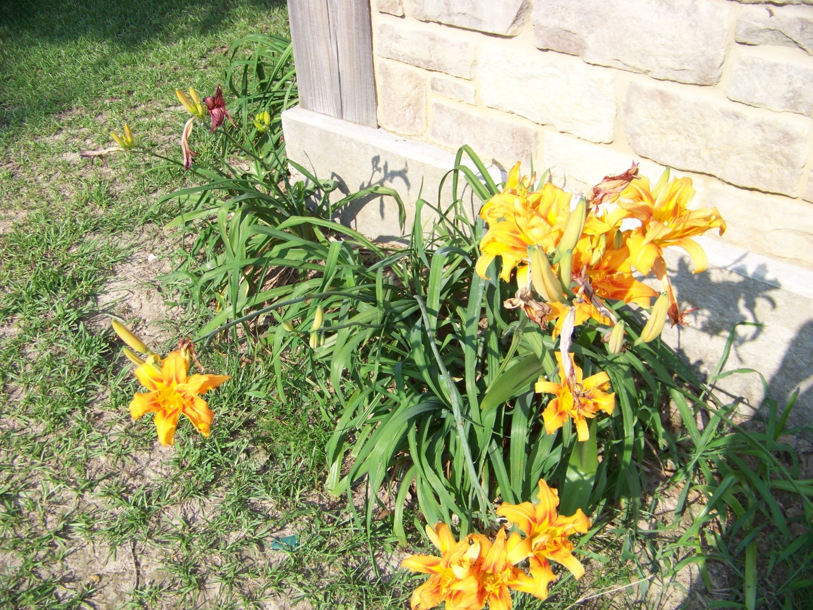 25 Flower Bulbs – Amaryllis, Daylilies, Crinum lilies, Iris, Gladiolus, & More