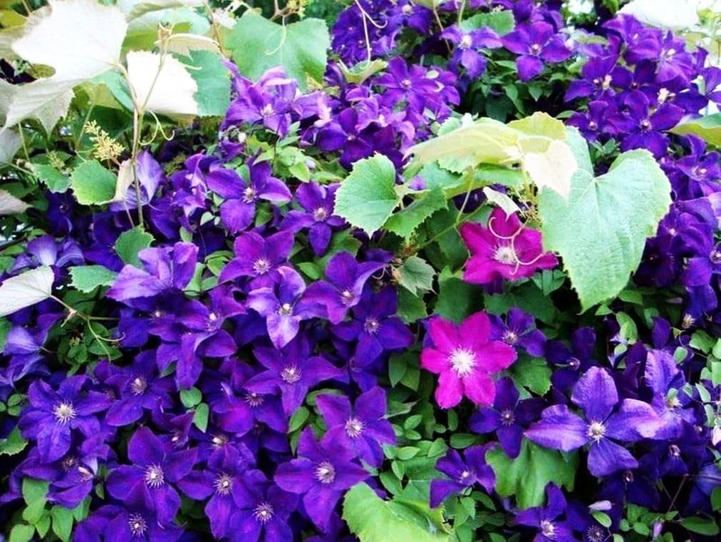 20 Mixed Heirloom Clematis Seeds – Low Maintenance Perennial Flower Beauties