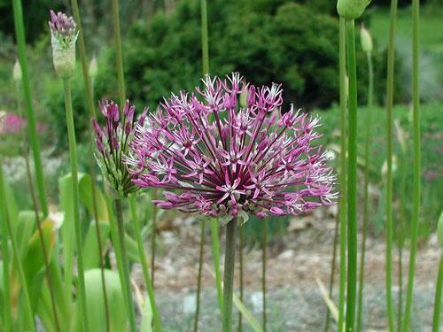 Allium jesdianum | Ornamental Onion or Allium | ‘Michael Hoog’ | 10 Seeds