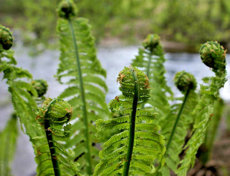 LADY FERN 1003 SPORES (SEEDS*) FILIX FEMINA, COLD HARDY, LARGE UP TO 3′ TALL