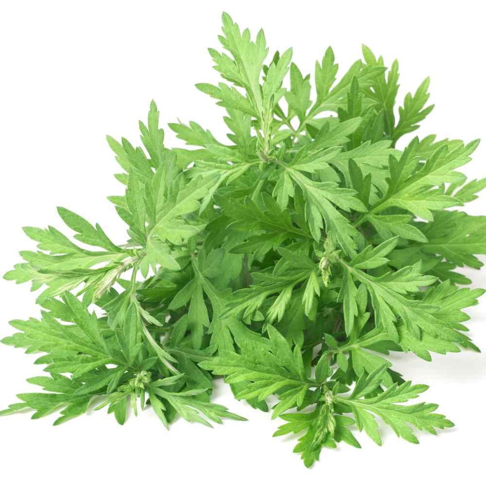 10000 Seeds Mugwort Herb Seeds For Planting – Artemisia Vulgaris