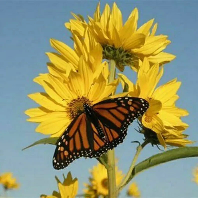 Maximilian Sunflower Seeds | PERENNIAL Flowers Butterflies Finches | Non-GMO USA