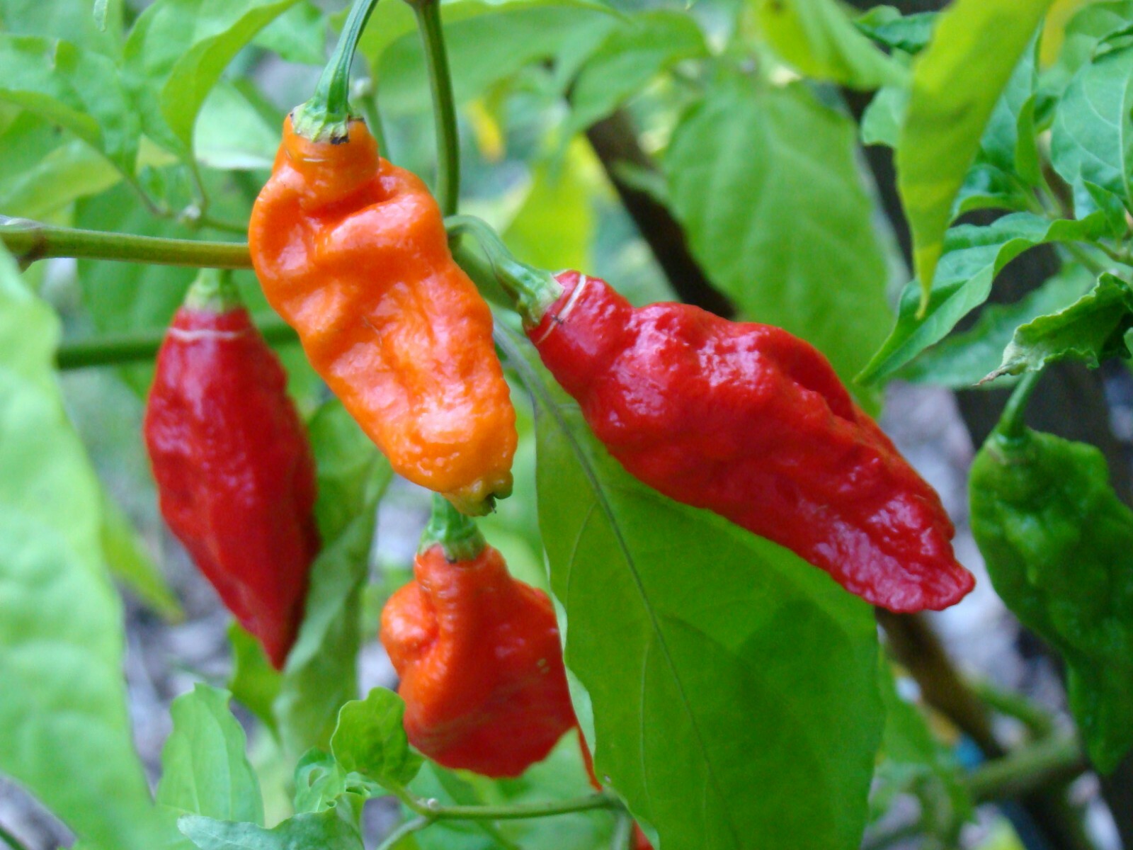 Capsicum Bhut Jolokia GHOST PEPPER – HOT!!! Seeds!