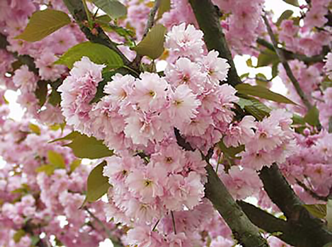 Japanese Flowering Cherry, Prunus serrulata, Tree Seeds