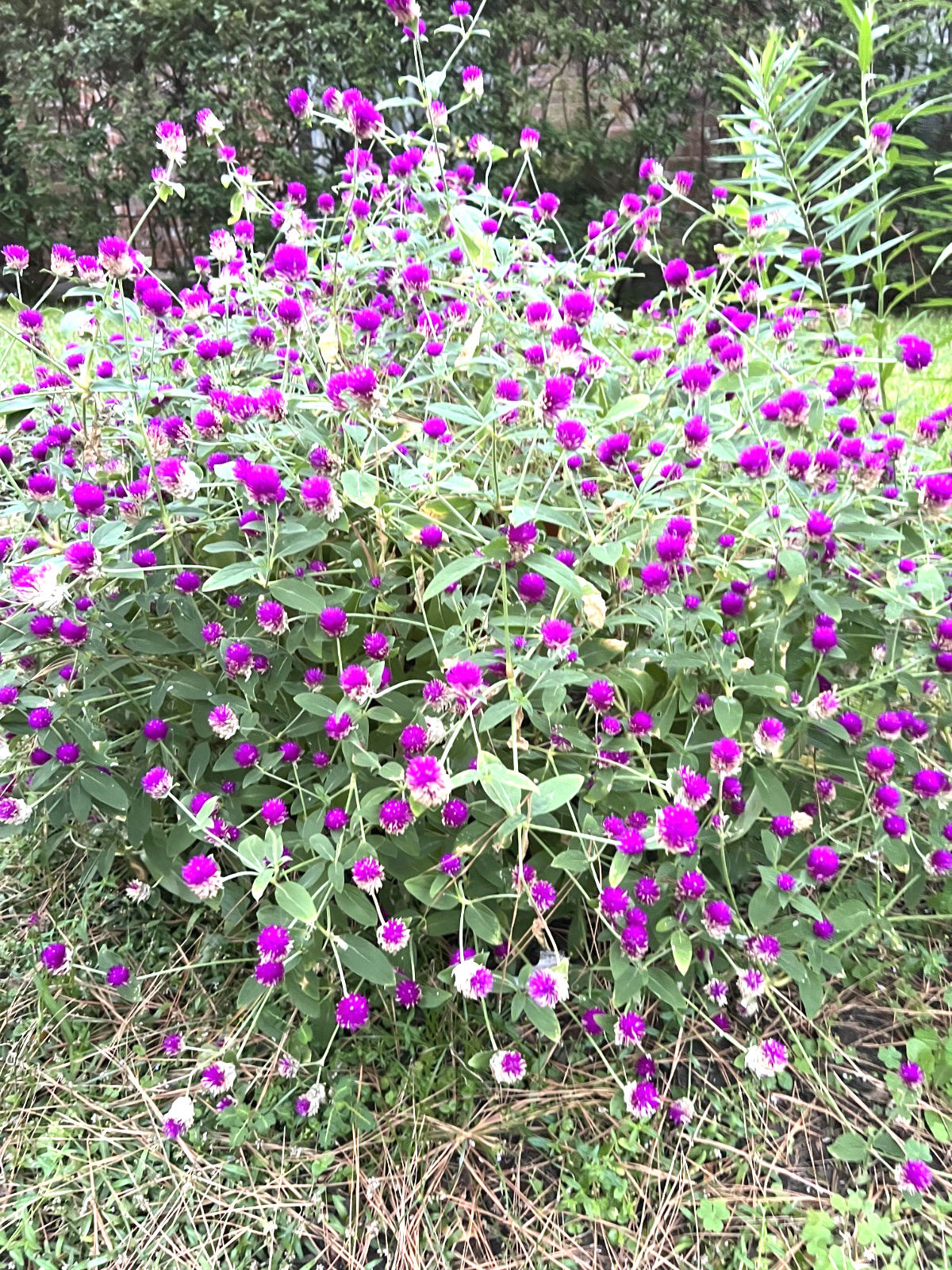 Globe Amaranth, Gomphrena globosa – Purple 200 seeds