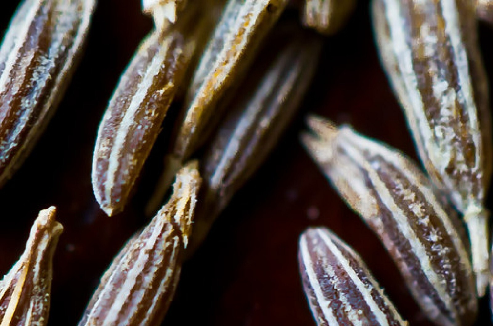 Organic Cumin {Cuminum cyminum} Culinary Grade | Annual | 50+ seed Free Shipping