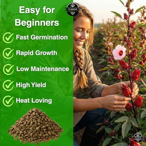 100+ Red Roselle ???-??? ??? ??????? Seeds for Planting –