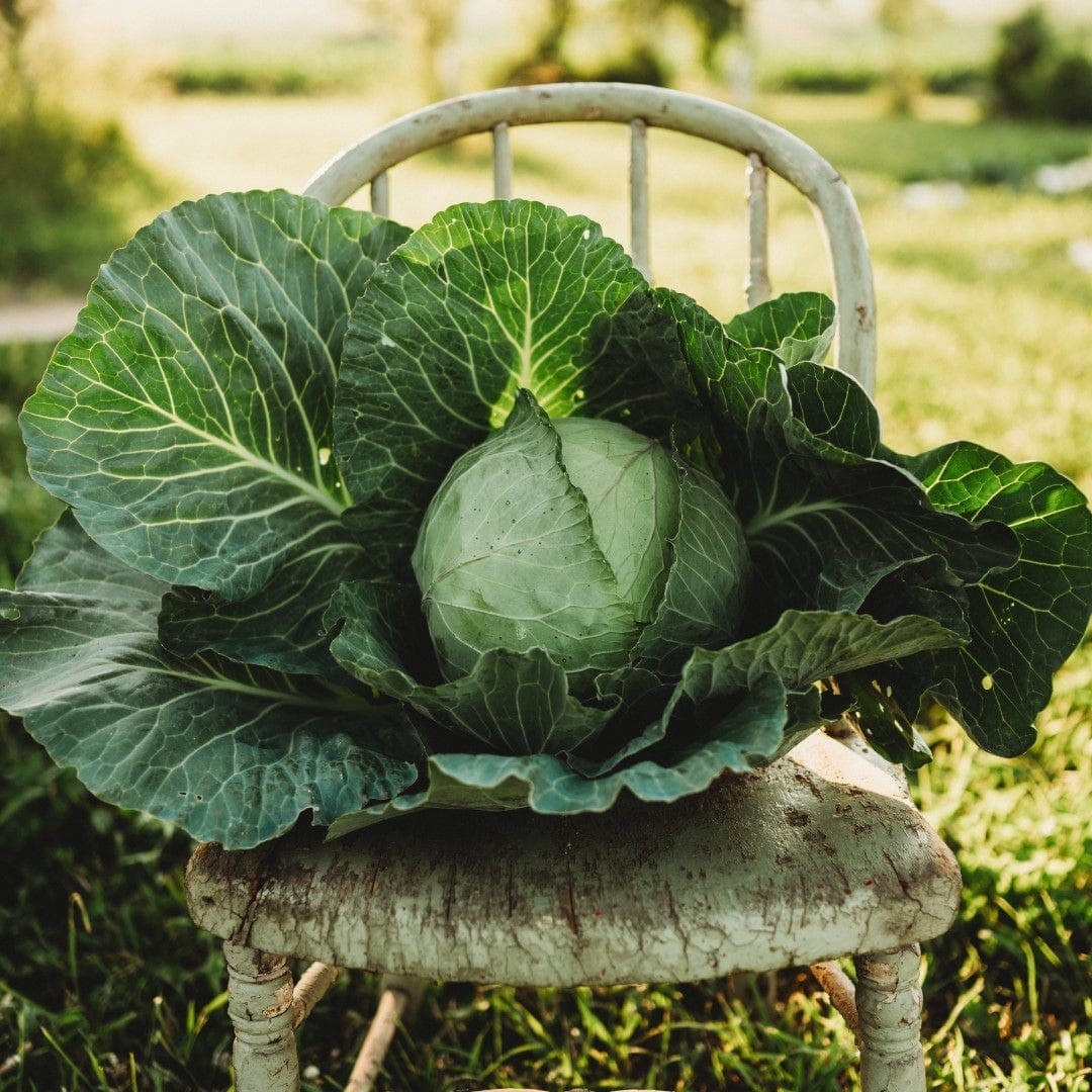 All Seasons Cabbage Seeds, Organic Heirloom Green Cabbage Vegetable Seeds