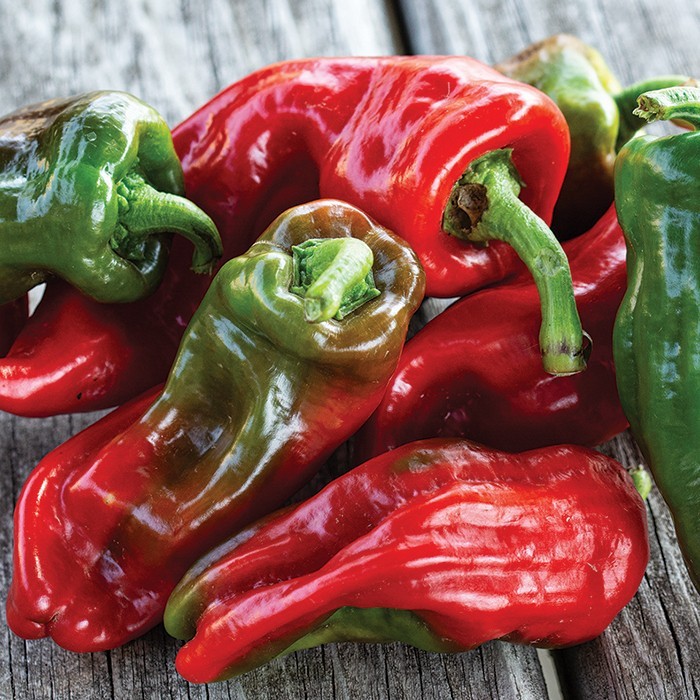 Syrian Aleppo Pepper Seeds (15) / Hot / Spicy / Super Rare / Heat Tolerant