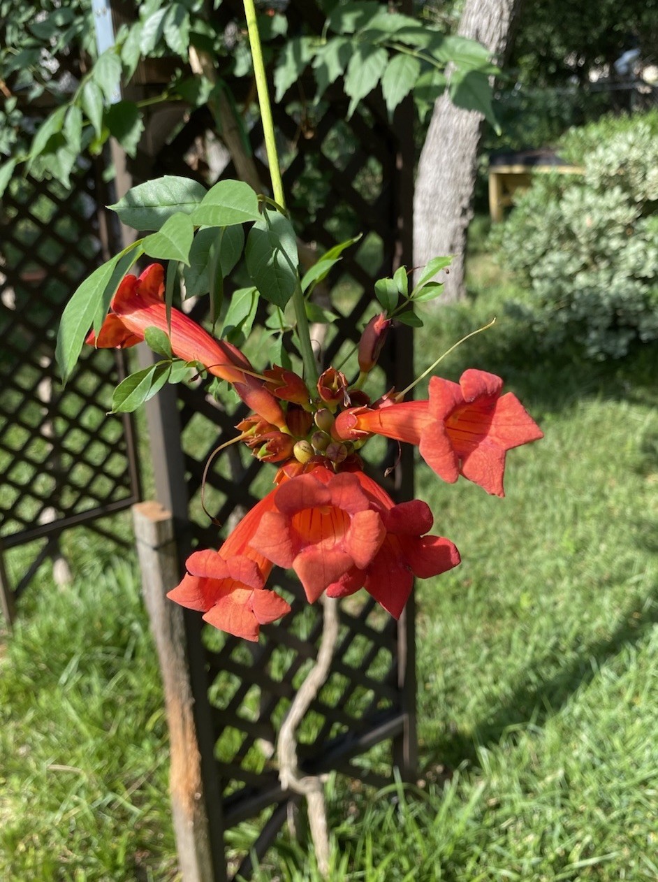 Orange Hummingbird (or Trumpet) Vine 25+ Seeds (Creeping Vine Plant) Pretty!