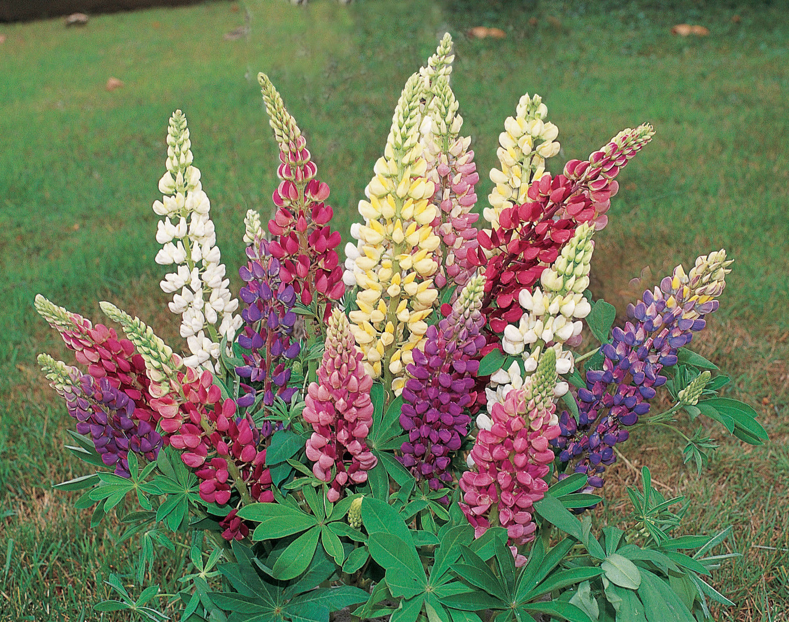 50+LUPINE RUSSELL MIX Seeds Native Wildflower Pollinators Cut Flowers Perennial
