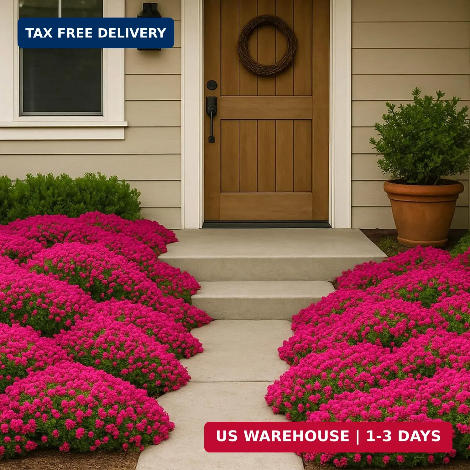 30,000 Tiny Red Creeping Thyme Seeds (Thymus praecox) – Bulk Perennial Ground Co