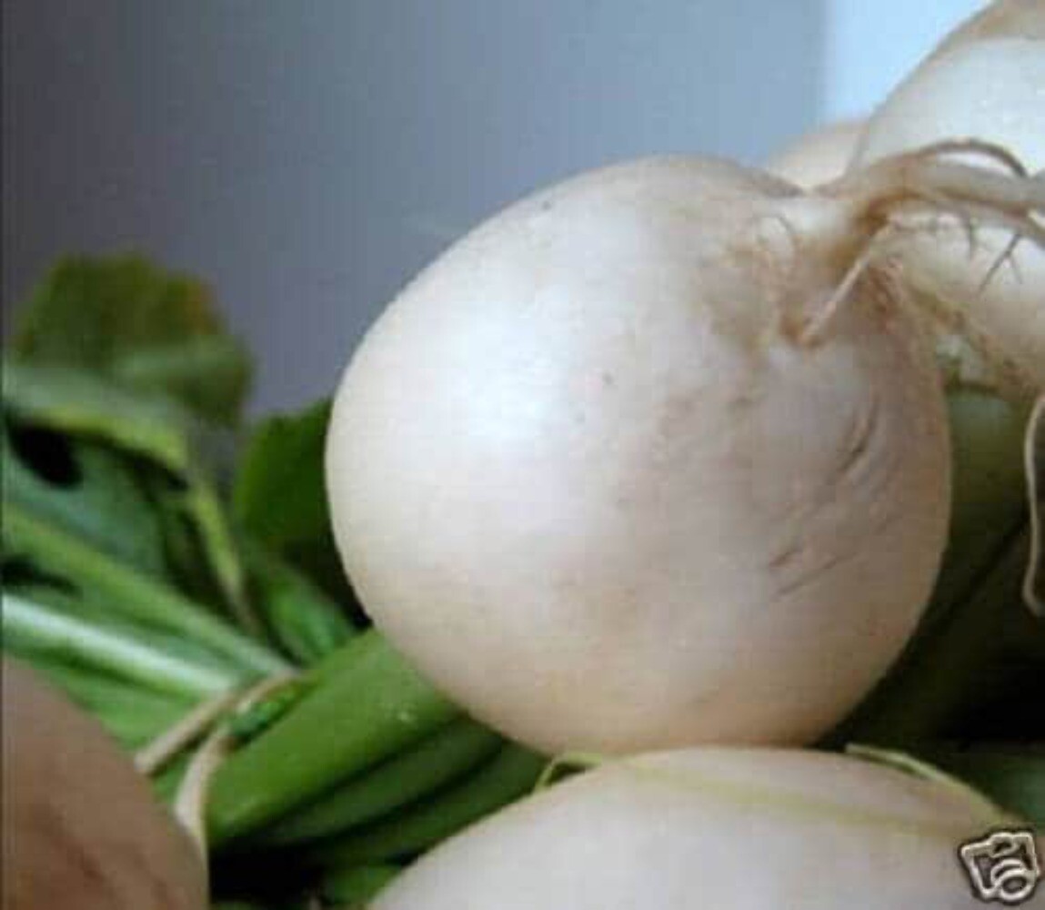 300 WHITE EGG TURNIP Brassica Rapa Vegetable Seeds