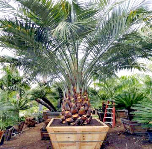 10 Jelly Pindo Palm Tree Seeds (Butia capitata) Cold Hardy Tropical Fruit Plant