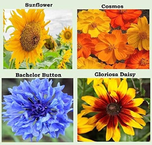 25 Pack Heirloom Flower Seeds – Colorful Varieties for Spring to Fall Bloom