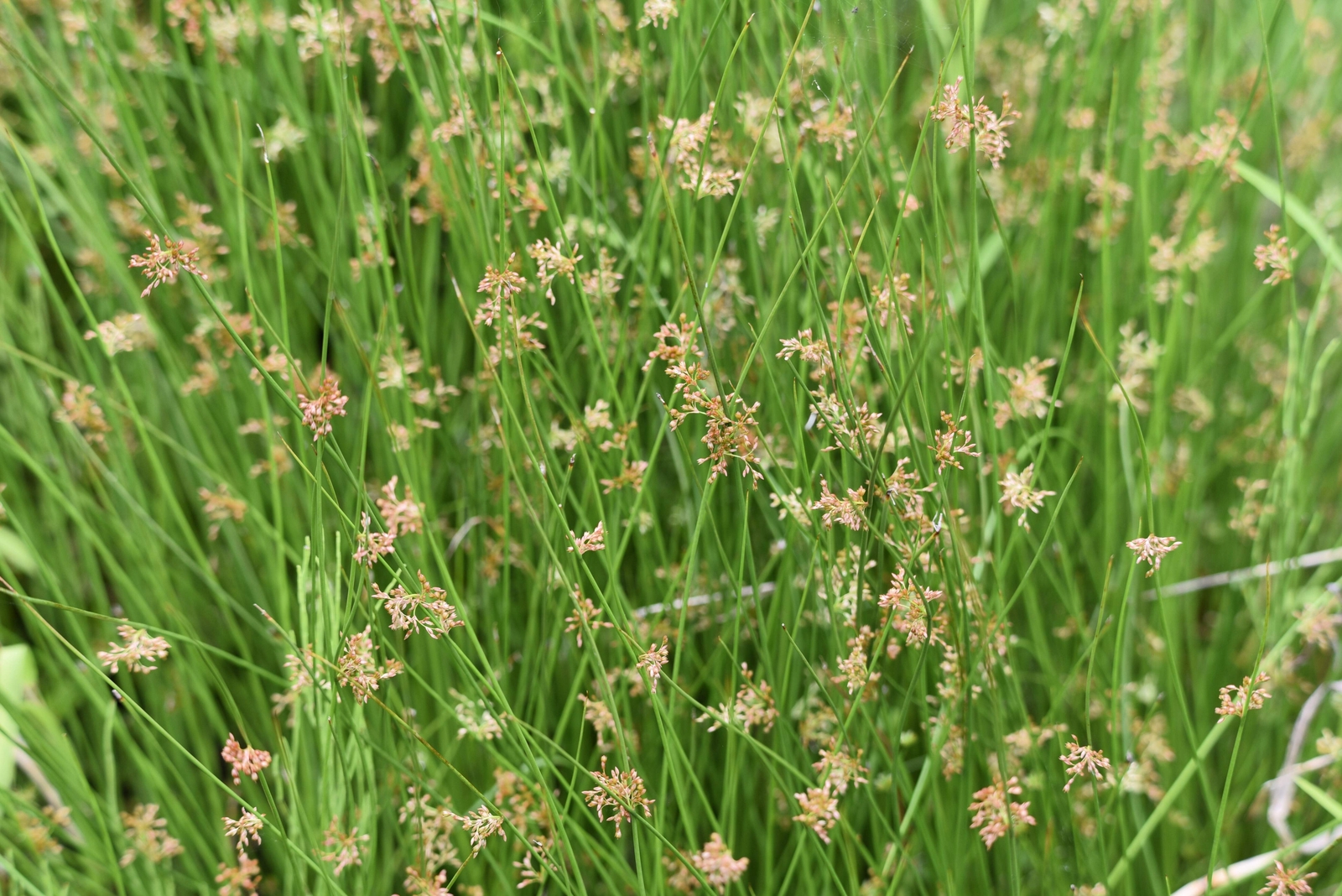 1000 SOFT RUSH (Common Rush) Juncus Effusus Ornamental Grass Seeds