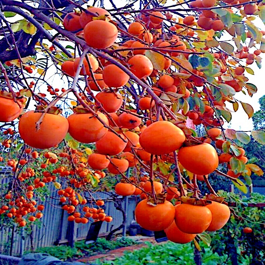 PERSIMMON TREE SEEDS Diospyros Virginiana SUGAR PLUM Fruit Plant COLD HARDY 4-9