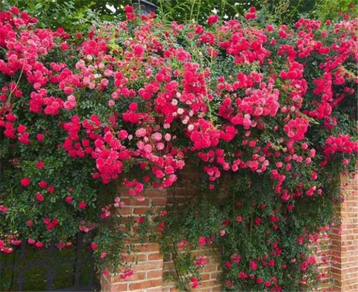 25 CLIMBING ROSE SEEDS Garden Plant Flower rare exotic USA seller FREE shipping