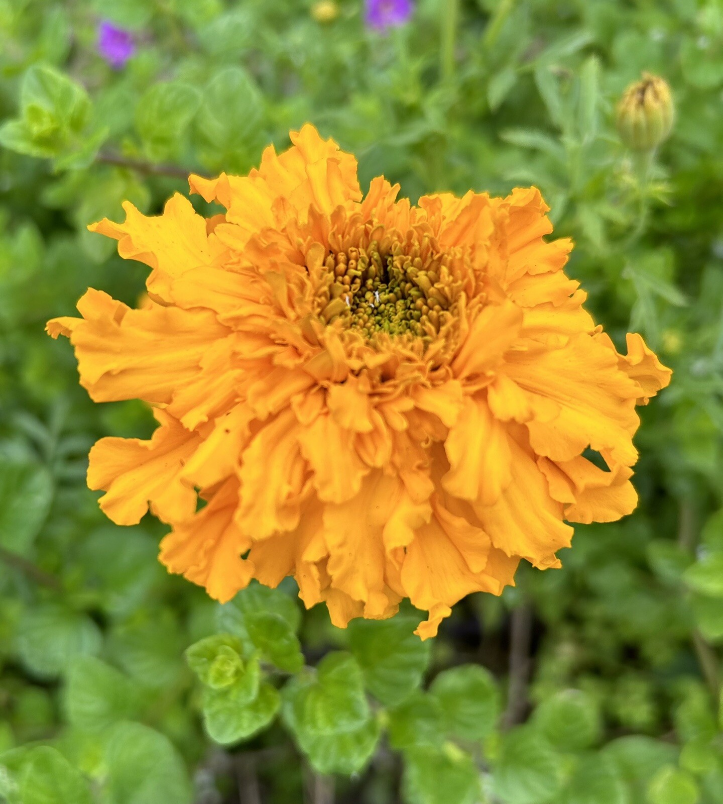 Mixed Red-Orange-Yellow French Marigold, Tagetes Patula – 100 seeds 2024 – USA