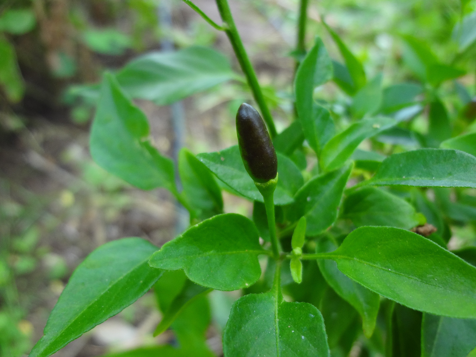 Chile Culebra del Monte, Black Piquin/Chiltepin, Extremely Hot, Rare, 12 SEEDS