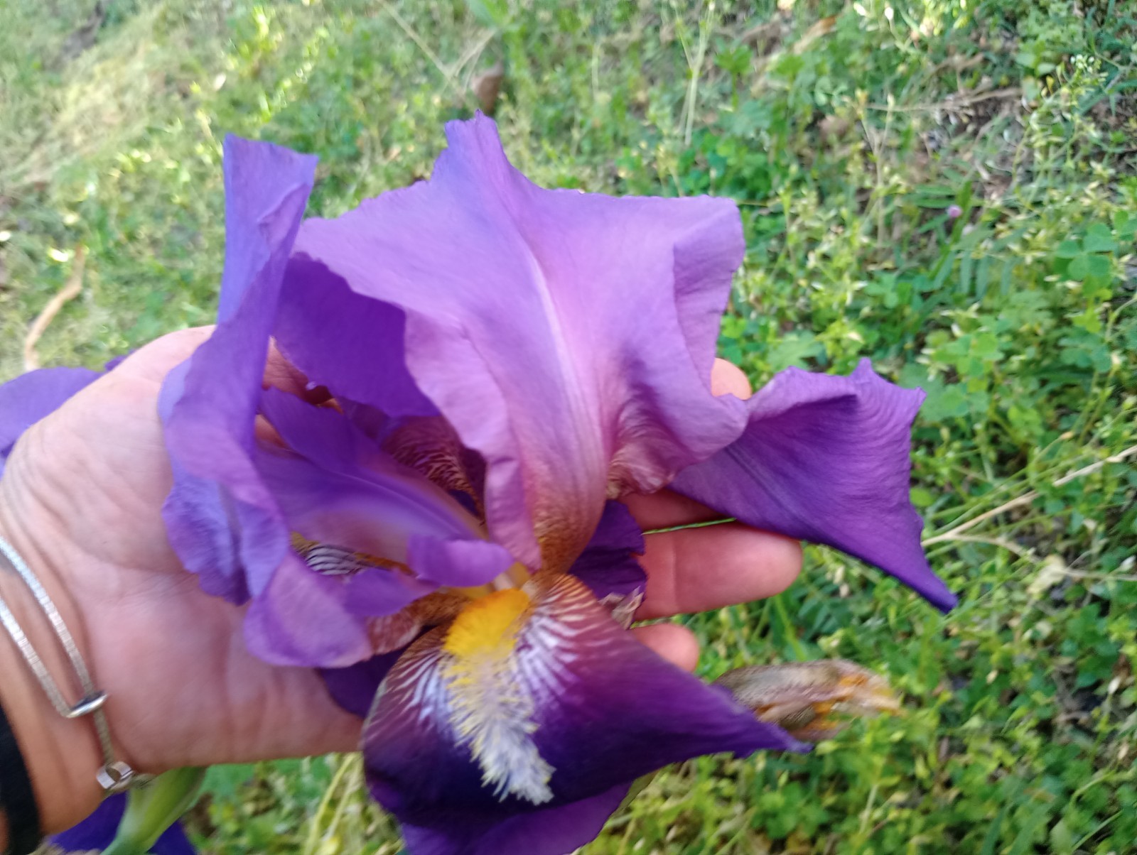 5x MIXED VARIETIES/COLORS IRIS Bulbs/Rhizomes FRESH