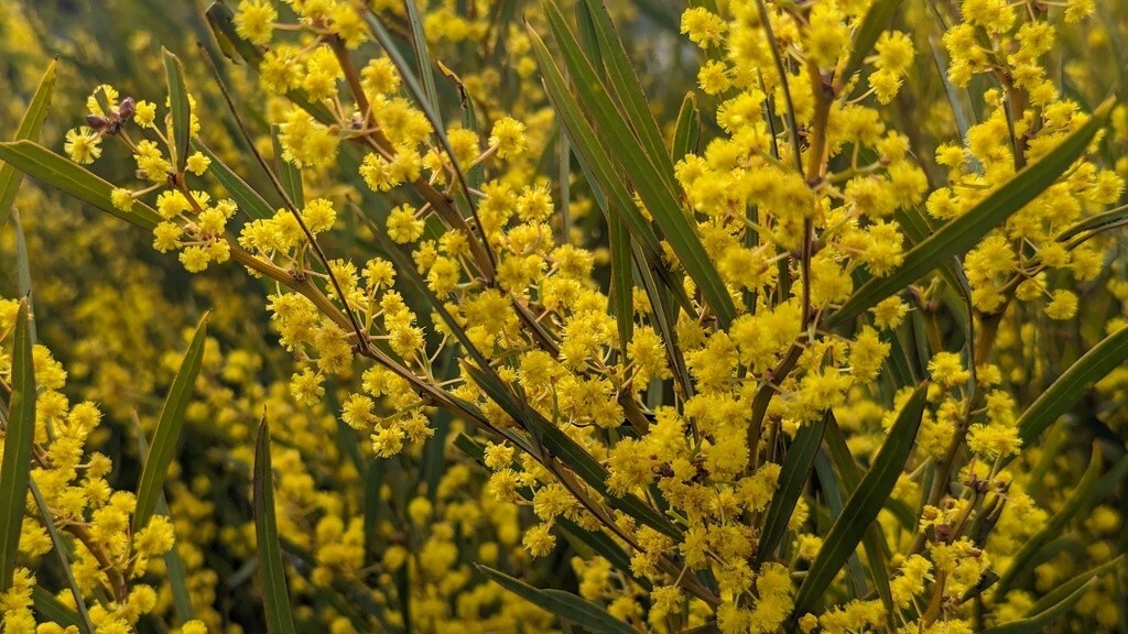 Acacia hemiteles Seeds – “Tan Wattle”